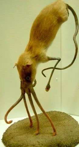 Loài Nosewalker to lớn nhất được tìm thấy có chiều dài 1,7m.