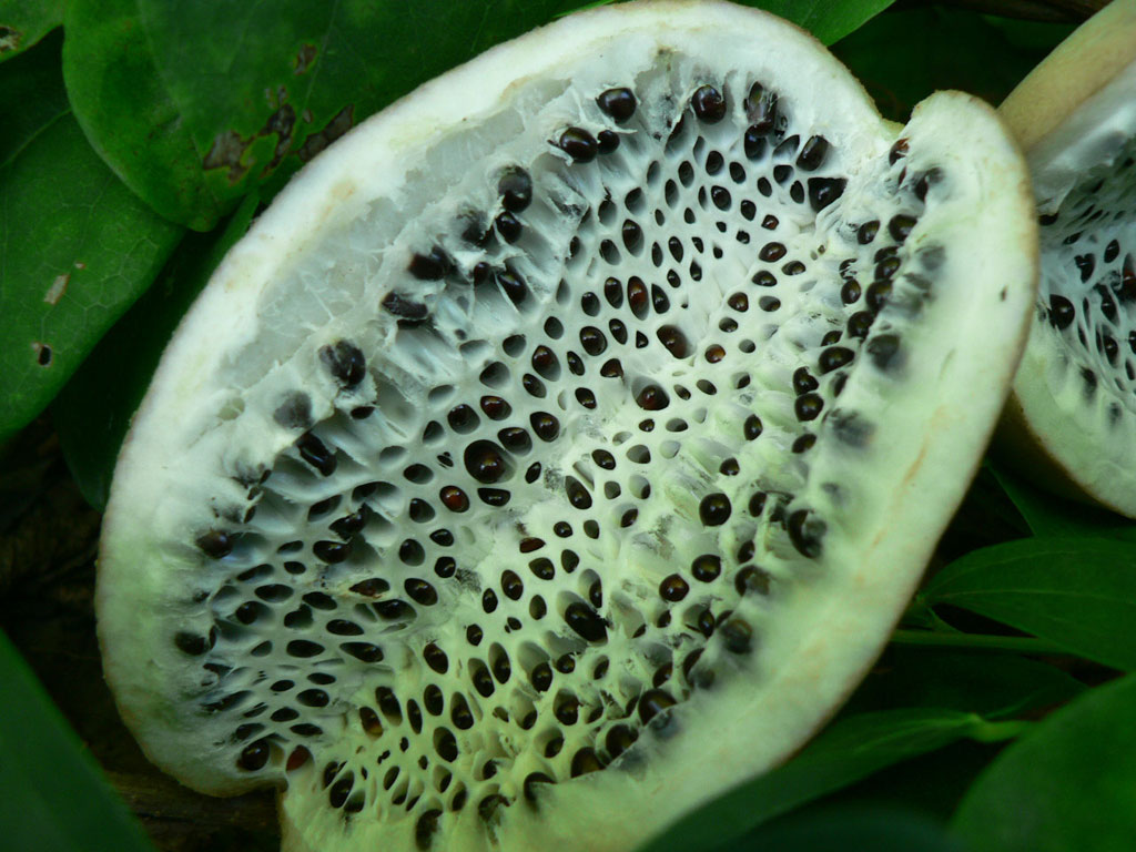 Quả akebia - Loại quả này rất phổ biến ở Nhật Bản. Trong văn hóa dân gian Nhật Bản cũng có lưu truyền những câu chuyện tìm kiếm loài trái cây kỳ lạ này trên những ngọn đồi.