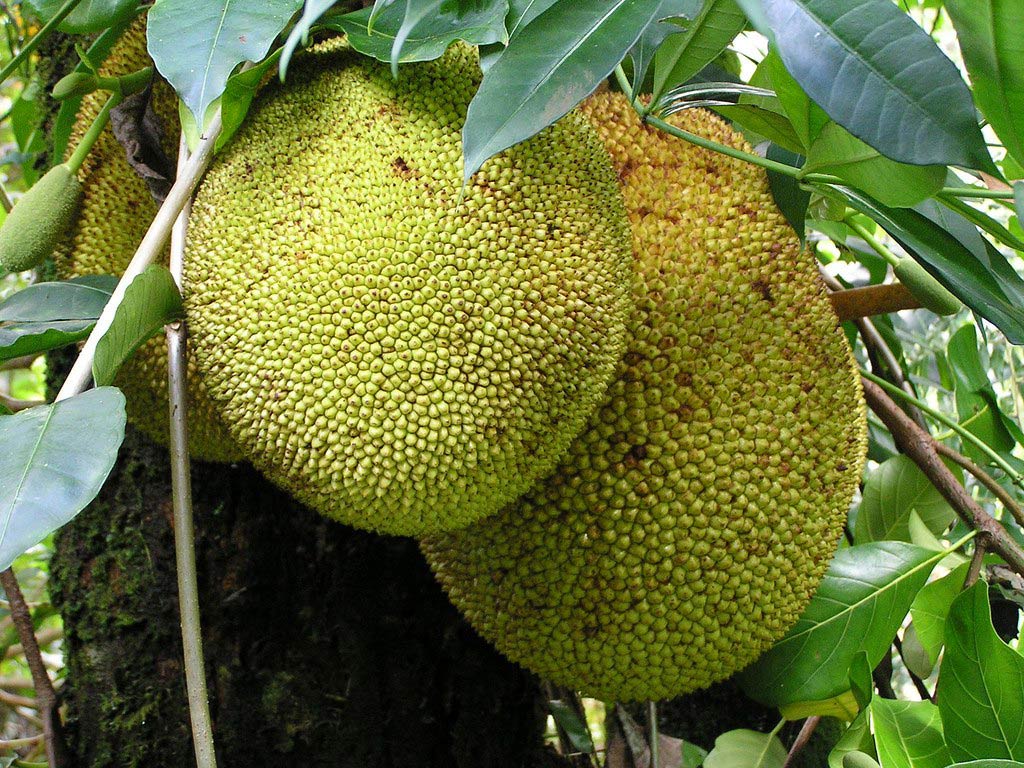 Quả mít được xem là loại trái lớn nhất mọc trên cây