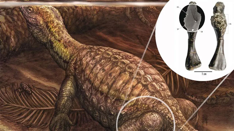 Loài rùa cổ đại được phát hiện đã từng bị u xương ác tính.