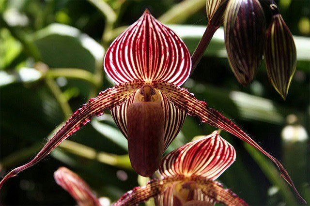Hoa Gold of Kinabalu Orchid