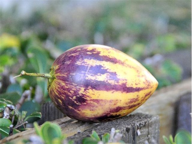 Dưa pepino cho quả sau 2-6 tháng trồng 