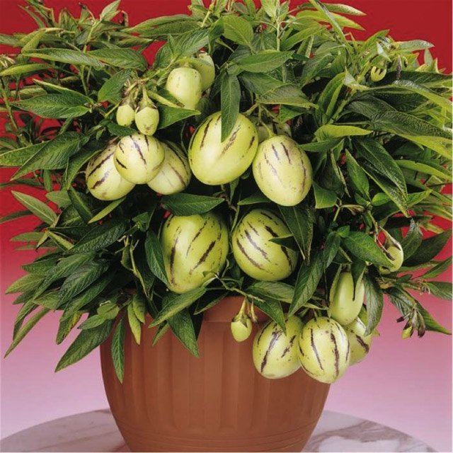 Dưa pepino là loại cây thu hoạch ngắn và năng suất cao