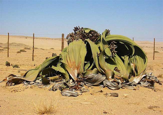 Cây Welwitschia mirabilis