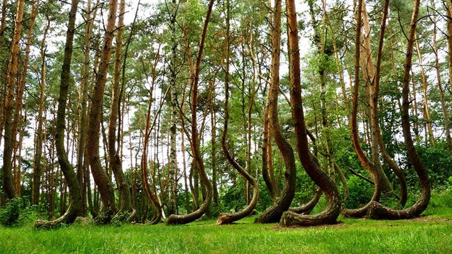 Bạn sẽ rất ngạc nhiên trước hình ảnh cây cong này. Tất cả có khoảng 400 cây như vậy ở gần Gryfino, Tây Ba Lan.