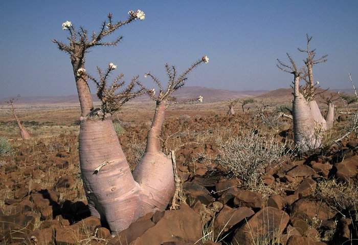 Cây Bottle sinh trưởng tại Namibia và được coi là một trong những loài cây độc nhất trên thế giới.