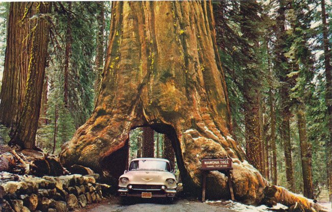 Cây Wawona là tên của một cây tùng bách ở tại rừng Mariposa, thuộc công viên Quốc Gia Yosemite, Mỹ. Thân cây đã được đục xuyên qua tạo thành một đường hầm vào năm 1881 và kể từ đó nó đã trở thành một điểm du lịch nổi tiếng. Cây đã bị đổ năm 1969 do sức nặng của tuyết trên tán cây. Tuổi đời của cái cây này cũng rất đáng ngưỡng mộ, ước tính khoảng 2300 tuổi.