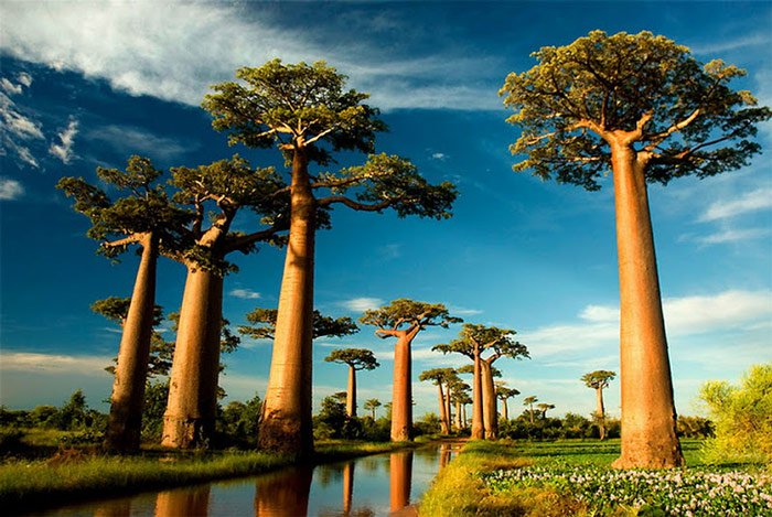 Cây Baobab hình ấm trà có tuổi đời trên 1000 năm tuổi, nhiều cây có chiều cao hơn 80 mét và chu vi thân có thể rộng đến 25 mét.