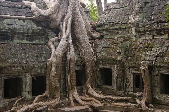 Cây bông gòn ở Ta Prohm,  rễ của cây mọc lung tung xung quanh ngôi đến cổ càng làm tăng vẻ cổ kính và kì lạ.