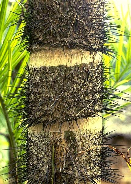  Bao bọc toàn thân cây cọ Pejibaye là những gai đen, cứng mọc theo vòng tròn từ gốc đến ngọn. 