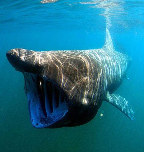 Cá mập miệng rộng