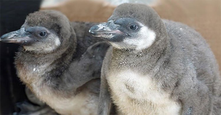 Hai con chim cánh cụt nhỏ bị giết chết trong vườn thú.
