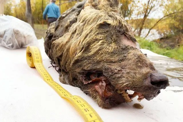 Đầu quái thú thời tiền sử được phát hiện ở Siberia.
