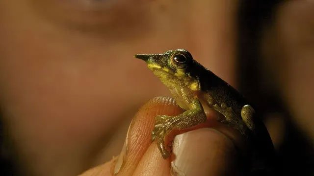 Một trong ba loài ếch mới được phát hiện.