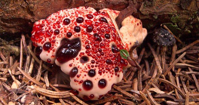 Loại nấm này thường được tìm thấy trong những khu rừng lá kim.