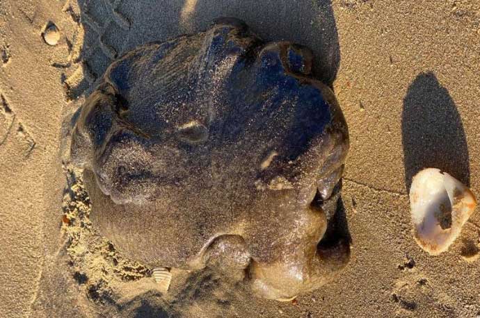 Hình ảnh vật thể kì lạ được cho là long diên hương trên bãi biển ở Úc.