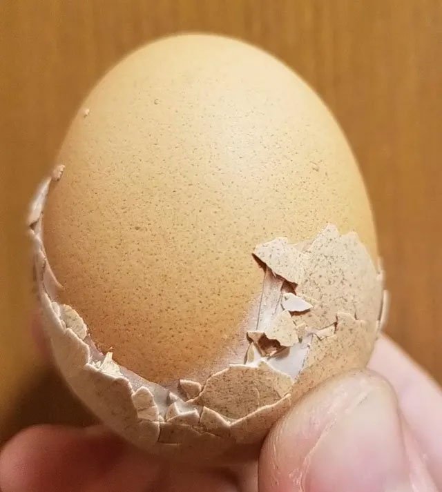 Quả trứng gà có 2 lớp vỏ