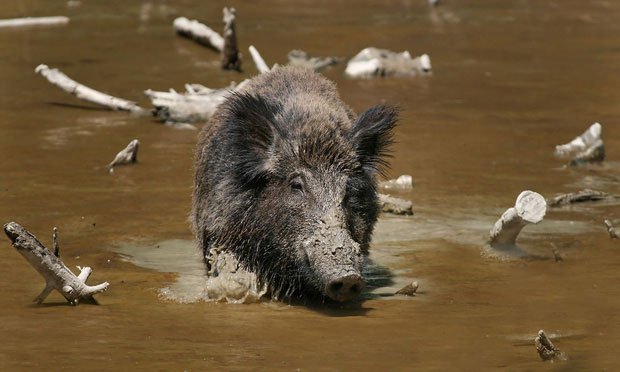 Lợn rừng đang khiến cư dân tại đảo Pulau Besar khốn khổ.