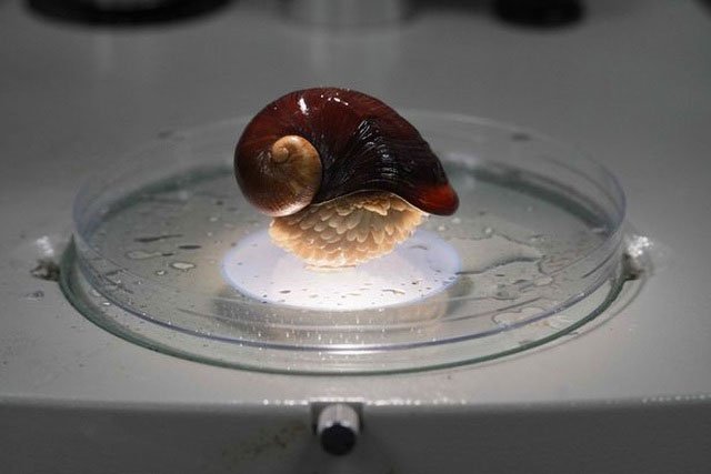 Trình tự gene của loài ốc sên này không hề thay đổi trong suốt quá trình tiến hóa của nó