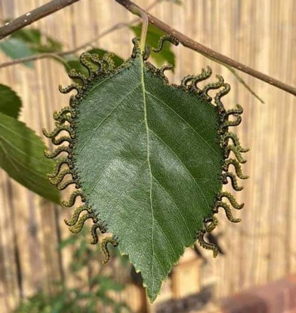 Đàn sâu bướm ăn lá cây