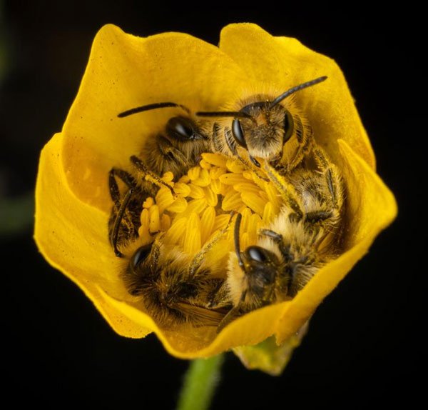 Bốn chú ong cuộn tròn ngủ trong một bông hoa