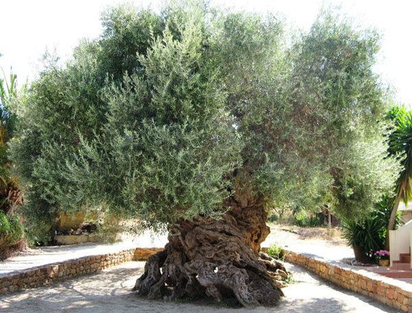 Cây ô liu hơn 2.000 năm tuổi ở Hy Lạp