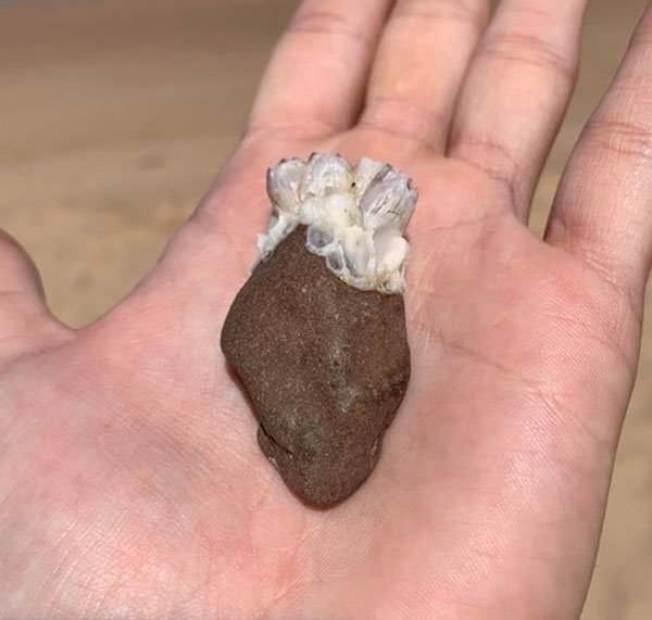 Hòn đá gắn san hô trông giống như trái tim người
