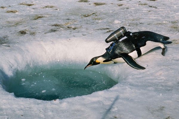 Một chú chim cánh cụt với chiếc camera trên lưng đang tiếp cận tới một hố băng ở Nam Cực