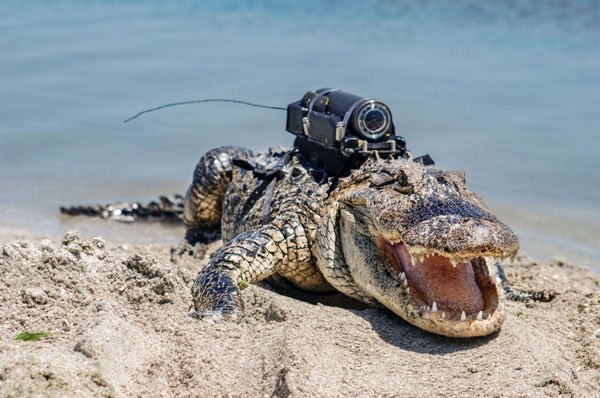 Camera được đặt trên lưng của một con cá sấu thuộc khu vực Trung tâm Vũ trụ John F