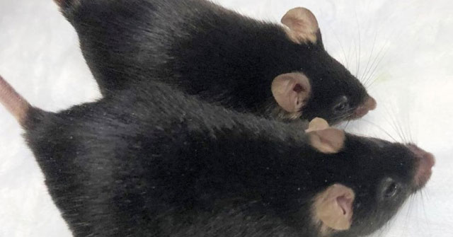 Những con chuột được biến đổi gien vẫn duy trì khối lượng cơ khi vào không gian