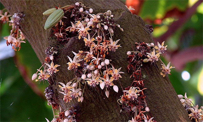 Những bông hoa của cây Hymenaea cangaceira có thể tạo 