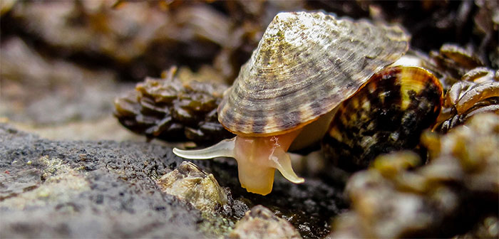 Một con ốc sên biển limpets