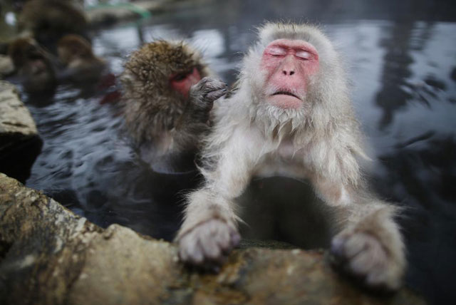Thú vui của khỉ tuyết Nhật Bản là ngâm mình trong hồ nước nóng.