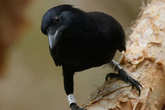 Loài quạ New Caledonian được đánh giá có trí thông minh tuyệt vời.