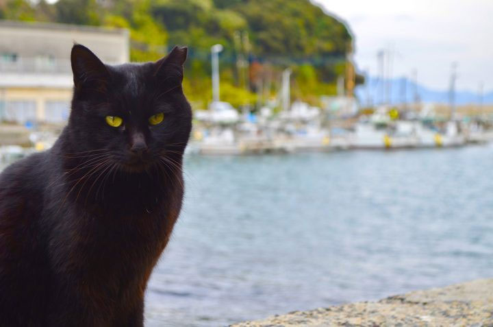 Người Scotland từ lâu đã tin rằng mèo đen xuất hiện sẽ mang đến sự thịnh vượng cho gia chủ.