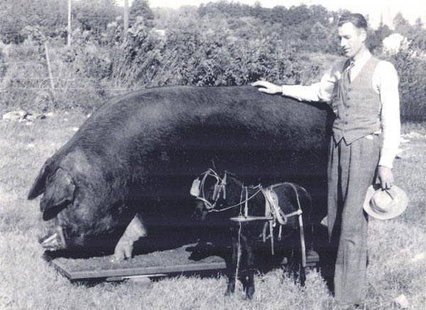 Chú lợn lớn nhất từng tồn tại