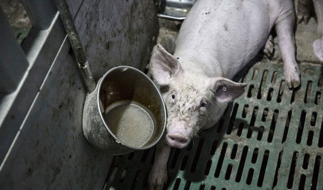Dù Colistin độc hại nhưng người nuôi lợn Trung Quốc chả quan tâm.