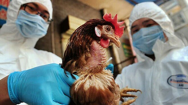 Cúm gia cầm H5N6 chưa ghi nhận trường hợp nào lây từ người sang người