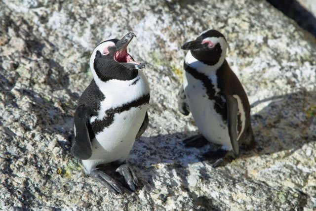 Chim cánh cụt châu Phi sử dụng ba loại âm thanh riêng biệt, gợi nhớ đến âm tiết của con người.
