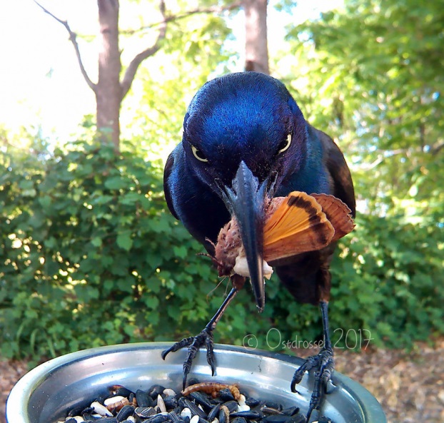 Đặt máy ảnh tự động sau vườn nhà và chụp được vô số ảnh chim chóc cực thú vị