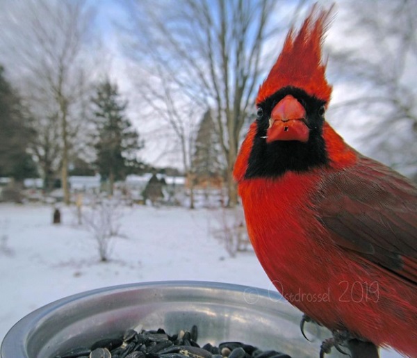 Đặt máy ảnh tự động sau vườn nhà và chụp được vô số ảnh chim chóc cực thú vị