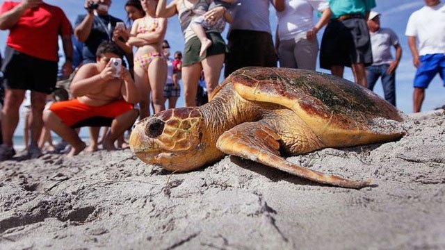 Rùa caretta được đưa trở lại biển.