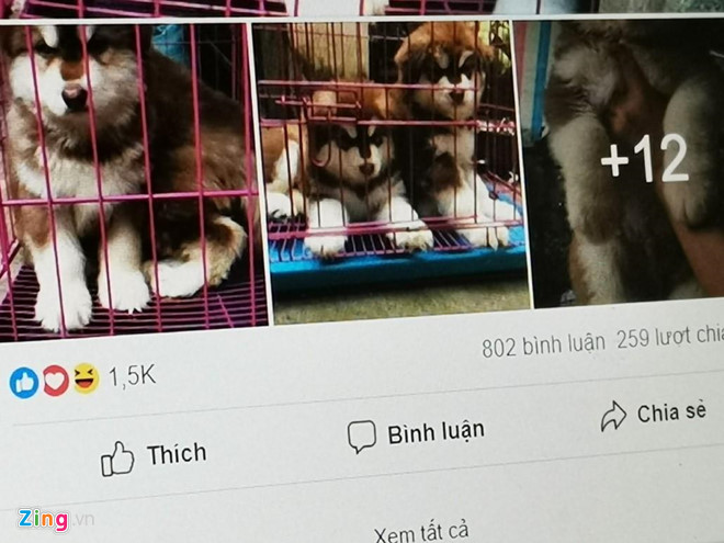 Lua sinh vien ban Alaska, Husky gia 800.000 dong tren Facebook hinh anh 2 