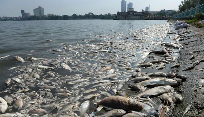 Cá bị ô nhiễm xâm nhập cơ thể