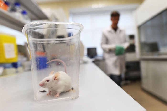 Chuột trong phòng thí nghiệm.