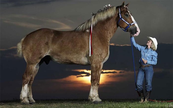 Con ngựa cao nhất: Big Jake, cao 2,1 mét