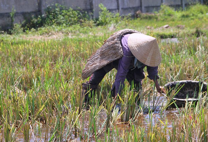 Để chống chọi với gió Lào bỏng rát, nông dân ra đồng thường mặc áo tơi làm bằng lá cọ. 