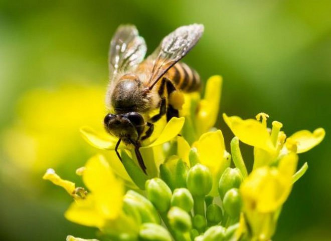 Các chuyên gia muốn dùng sử dụng ong để xác định vị trí chất nổ, kim loại phóng xạ và ma túy.