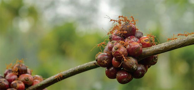 Chỉ có một số loài kiến và cây cà phê mới hình thành mối quan hệ cộng sinh.