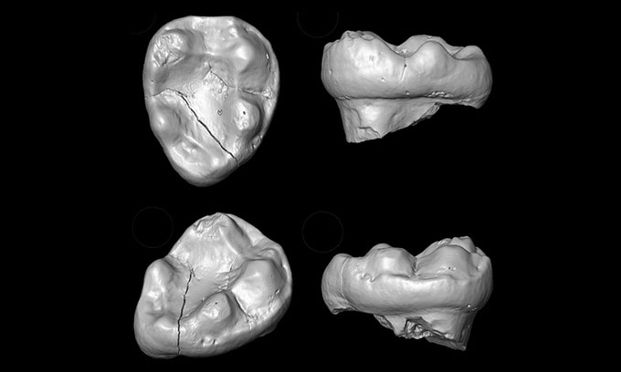 Ảnh chụp cắt lớp vi tính răng hóa thạch của Kapi ramnagarensis.